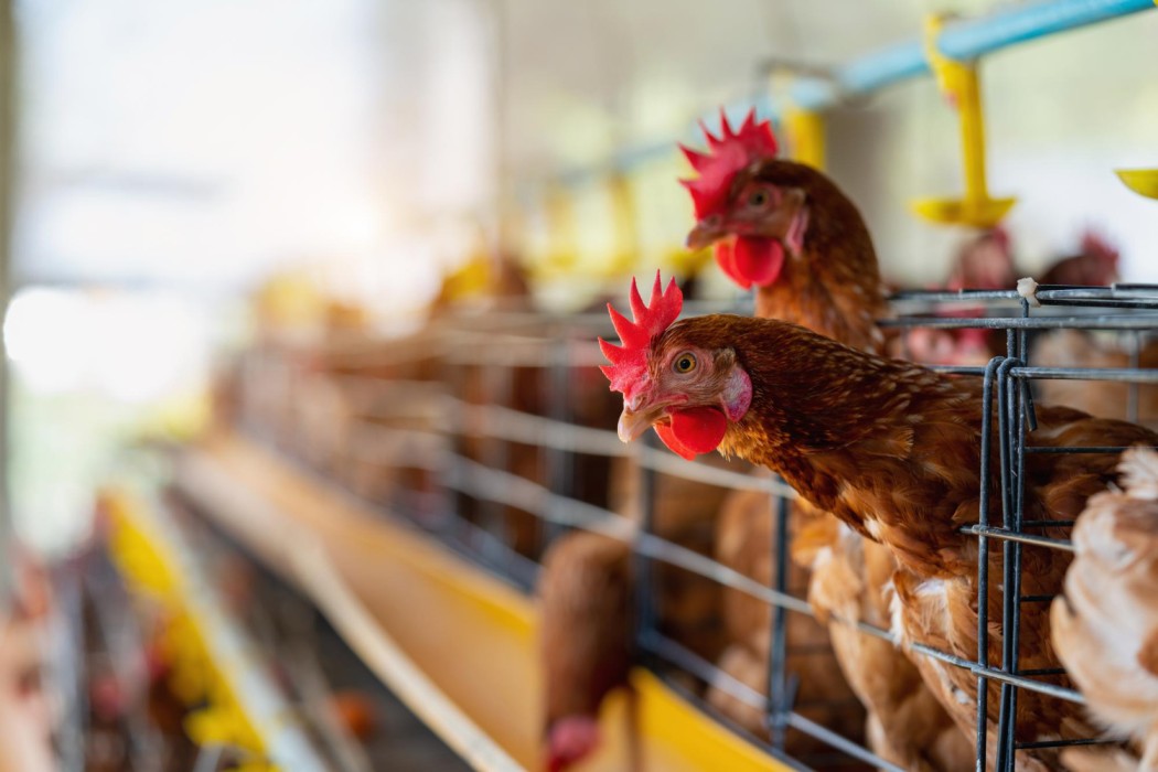 The Best Feeding Practices for Farm-Raised Chickens