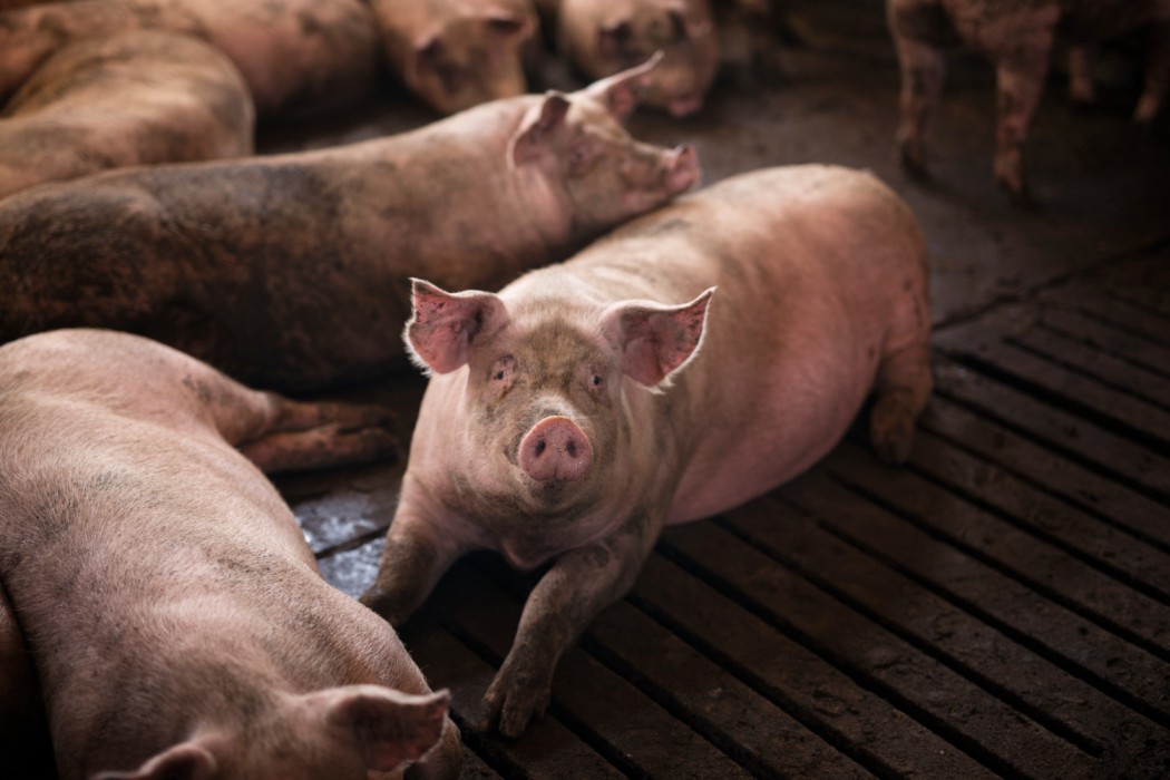 Top 5 Pig Breeds for Meat Production and Their Advantages