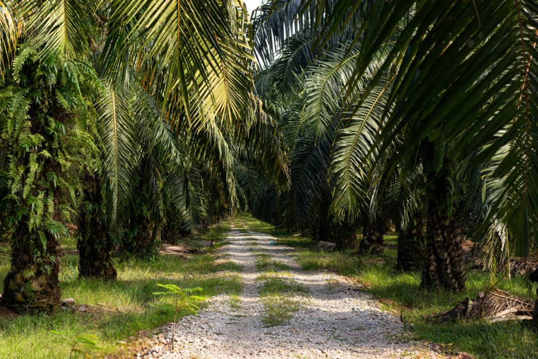 Understanding Palm Oil Processing: How It’s Made from Farm to Bottle