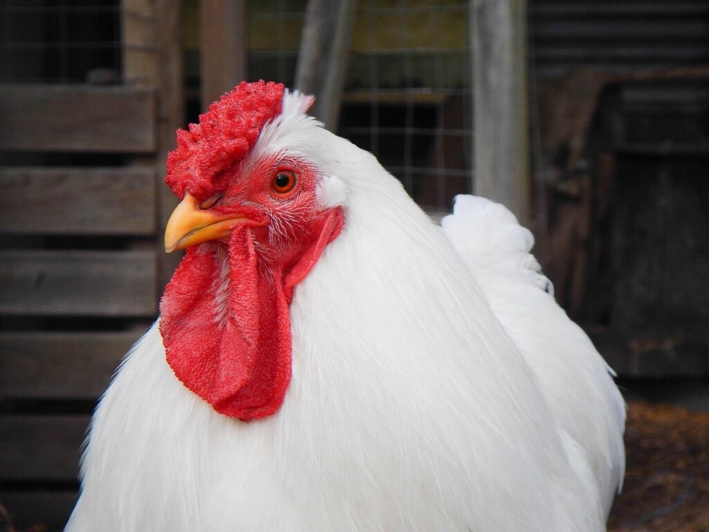chicken